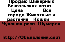 Продаю Шикарных Бенгальских котят › Цена ­ 17 000 - Все города Животные и растения » Кошки   . Чувашия респ.,Шумерля г.